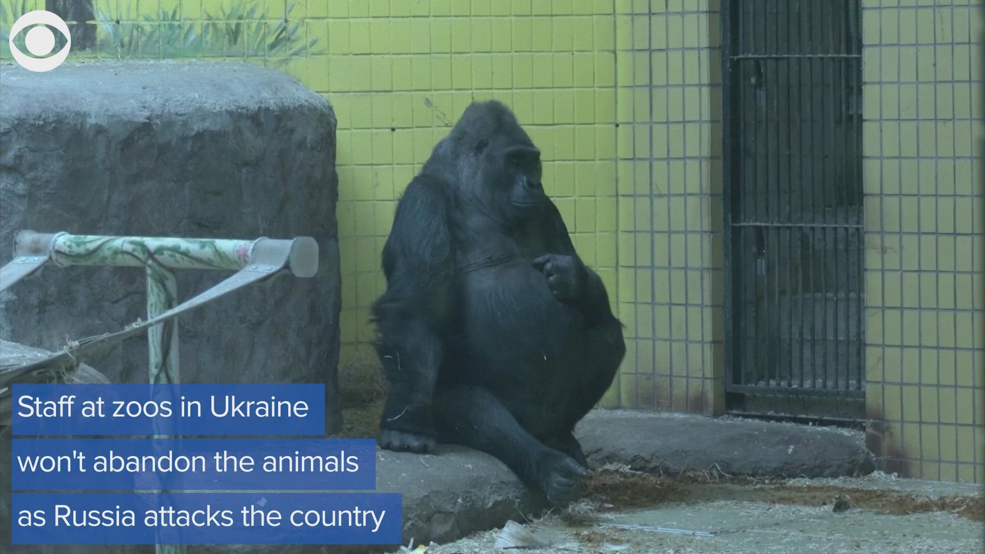 Ukrainian zoo staff stayed behind to care for animals amid Russia's invasion.