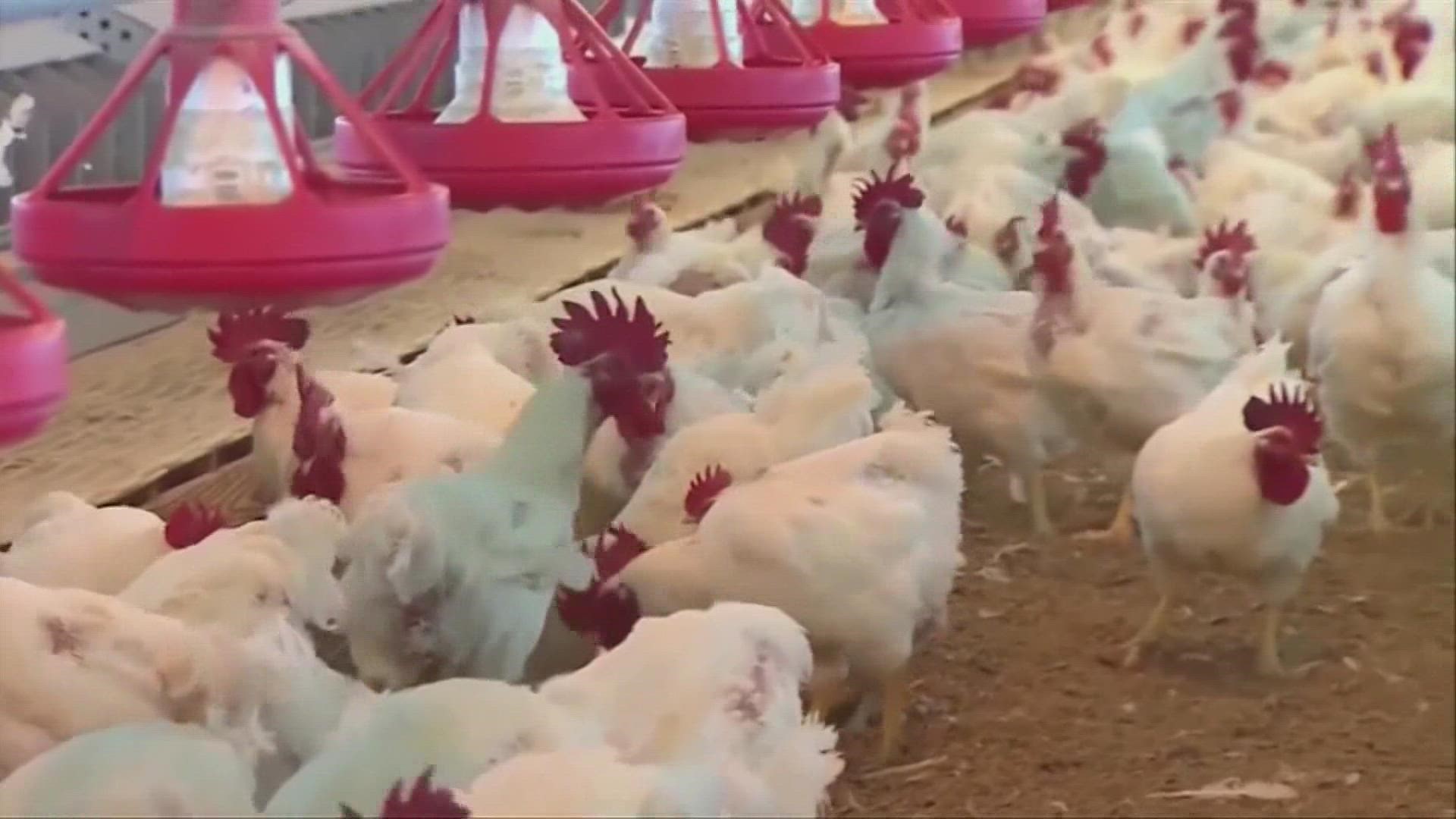 The Ohio Poultry Association is monitoring positive bird flu tests in Indiana, Kentucky and Virginia.