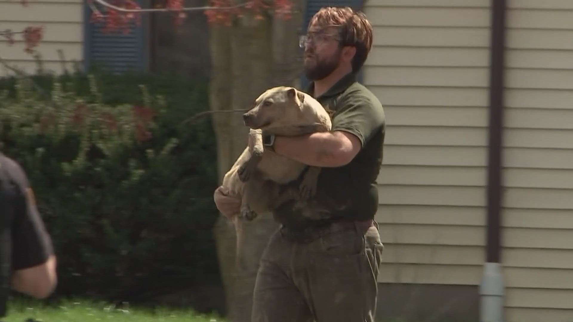 A search warrant was executed after photos showing dogs chained outside a home were sent to 10TV and seen circulating on social media.