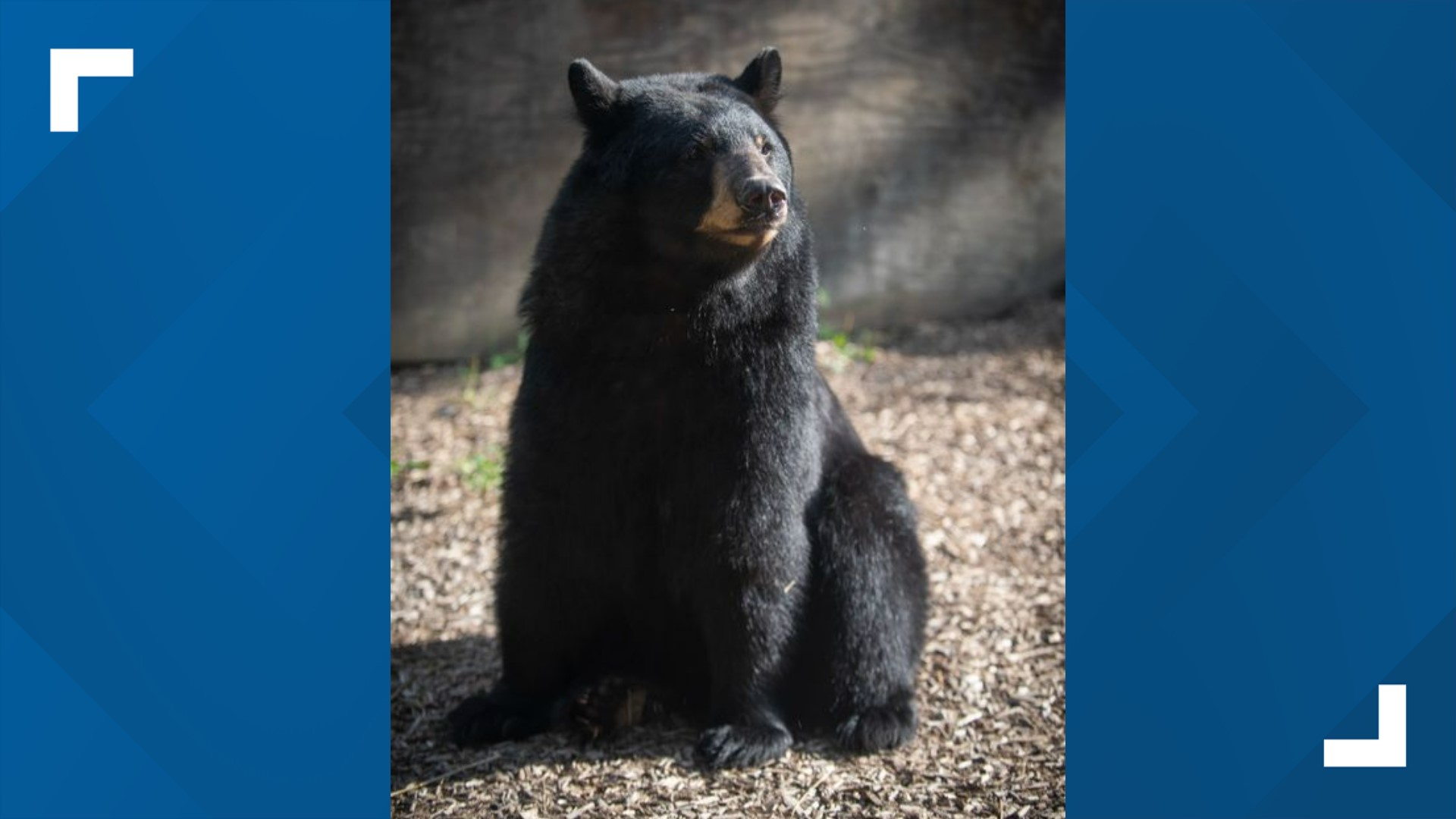 Columbus Zoo mourns death of 8-year-old bear | wkyc.com