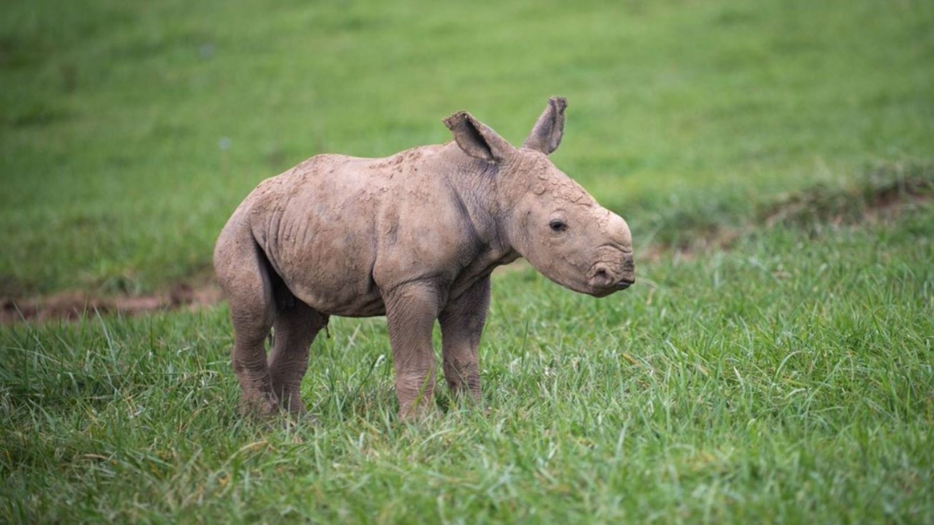 The southern white rhinoceros was born at The Wilds in the early morning hours of Oct. 5.