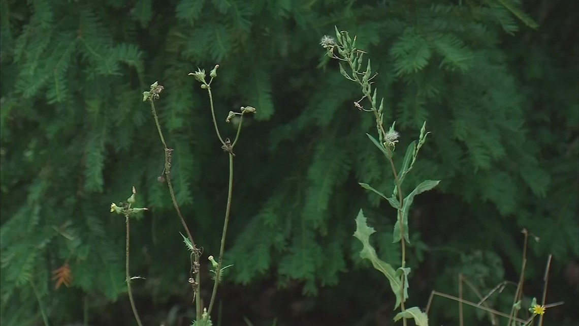 Different sizes of pollen particles could mean more problems for your allergies - Vimarsana News