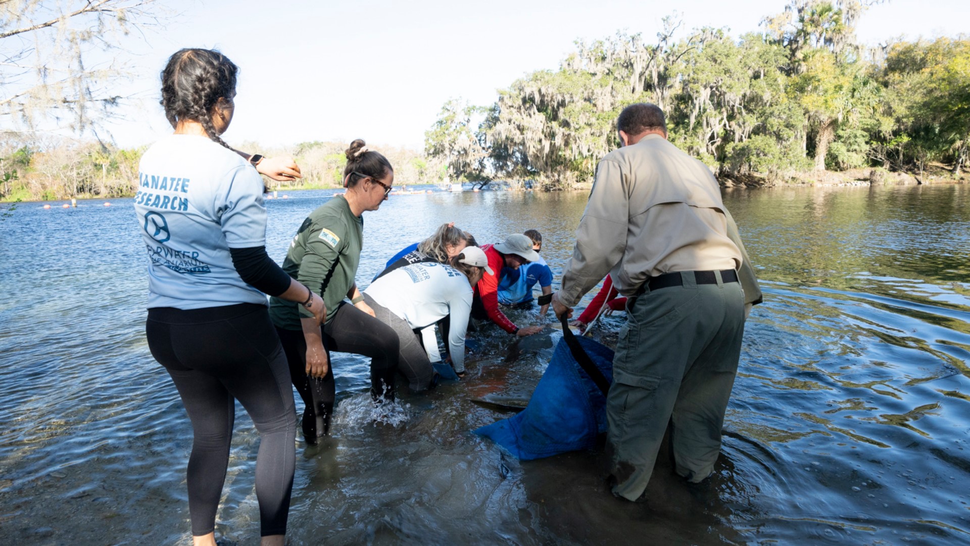 Manatees released into Florida waters after rehabilitation at zoo ...