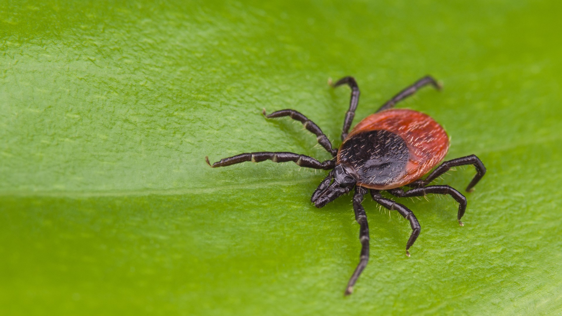 With warmer temperatures on the way, experts say you should be on the lookout for ticks.
