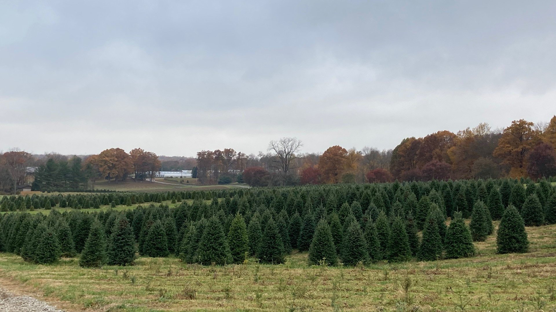 Santa cruz county christmas tree farms 2025