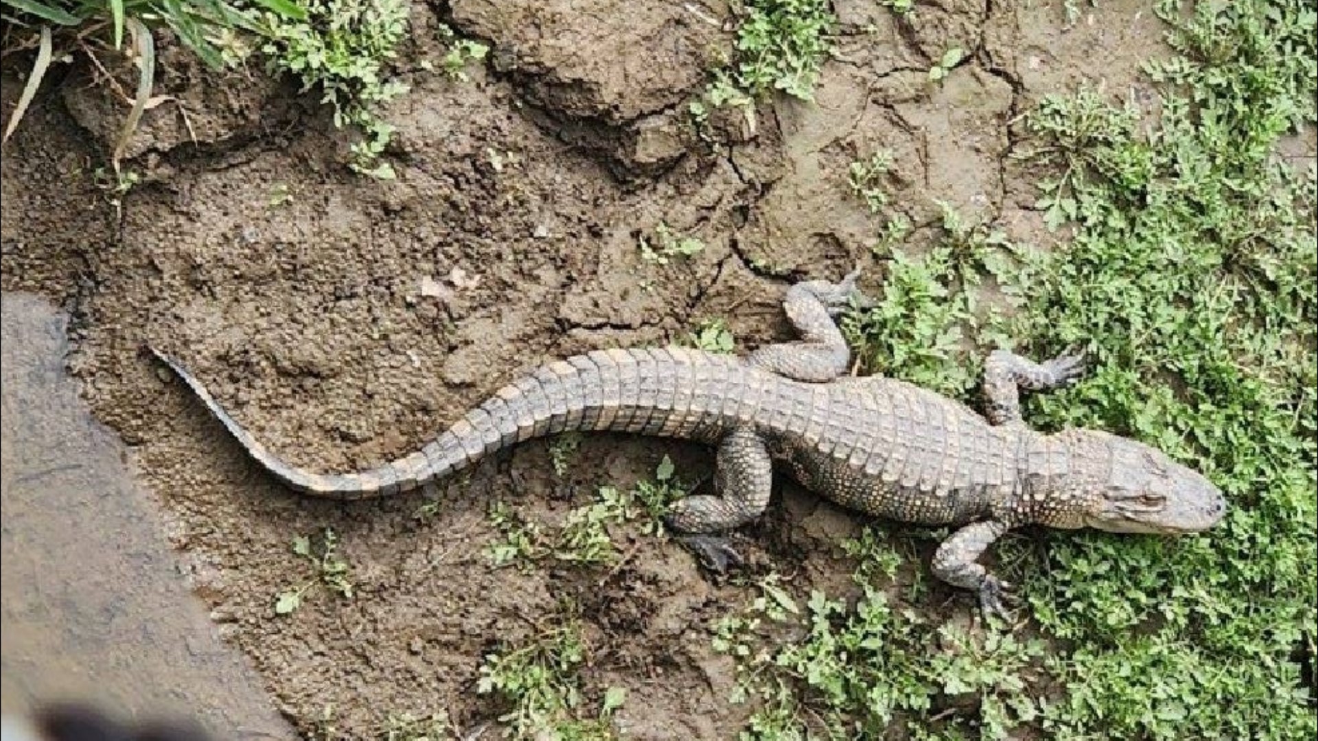 2 alligators spotted in northwest Ohio river