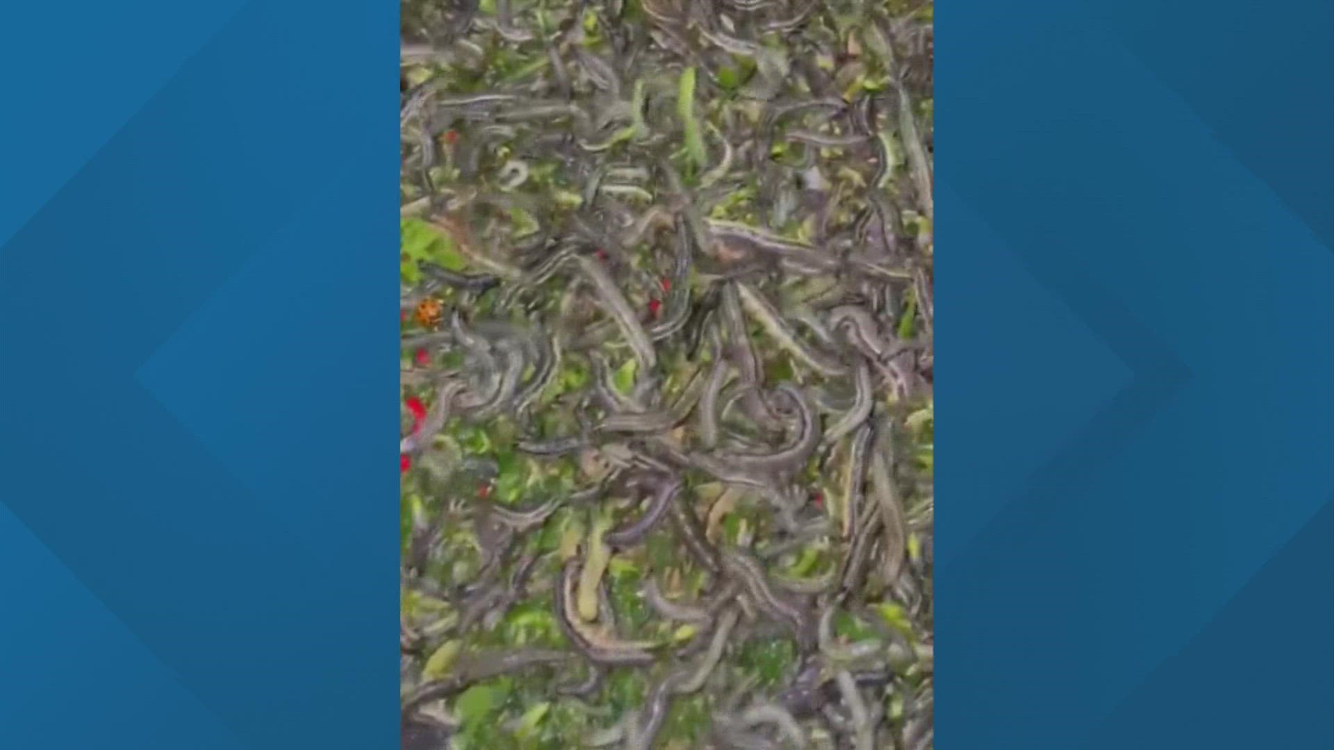 Experts are worried we are about to see a third generation of armyworms and it is becoming harder to fend them off.