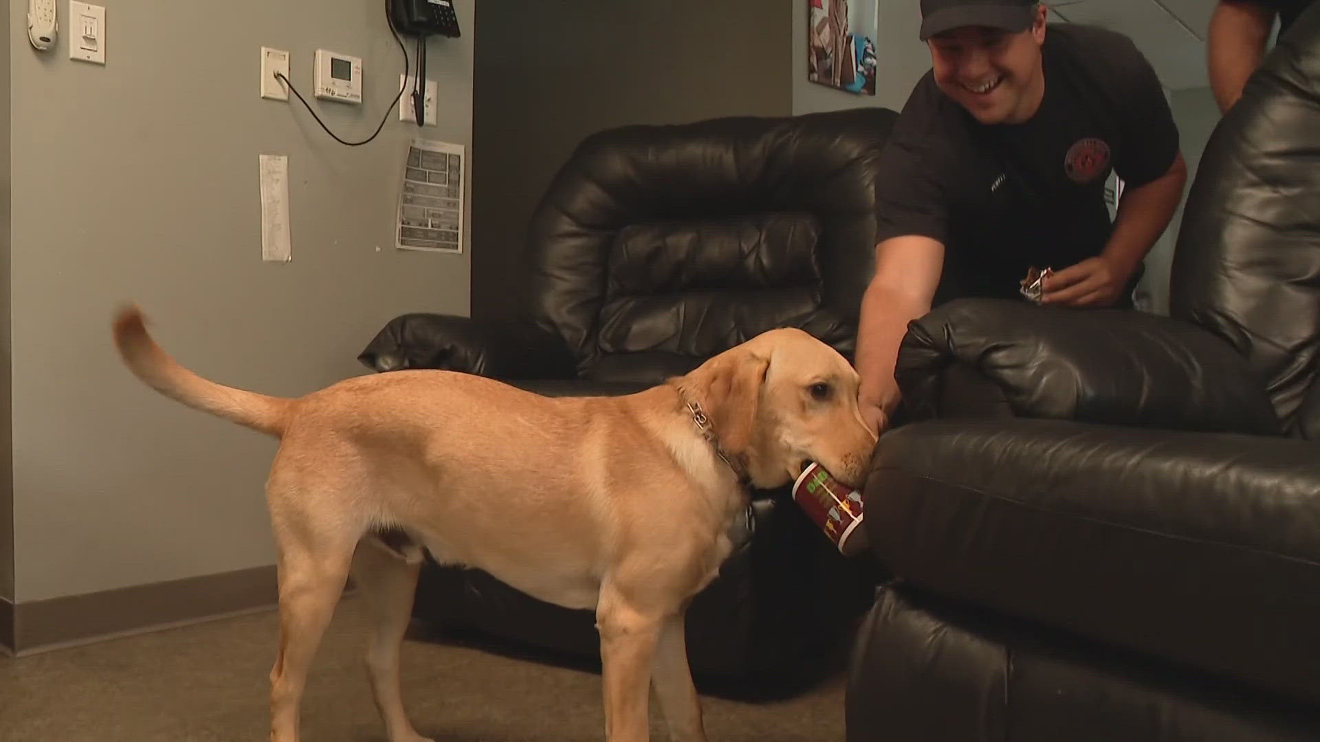 Ramsey, a 6-month-old red fox lab, will be trained to detect high cortisol levels in people and help relieve it.