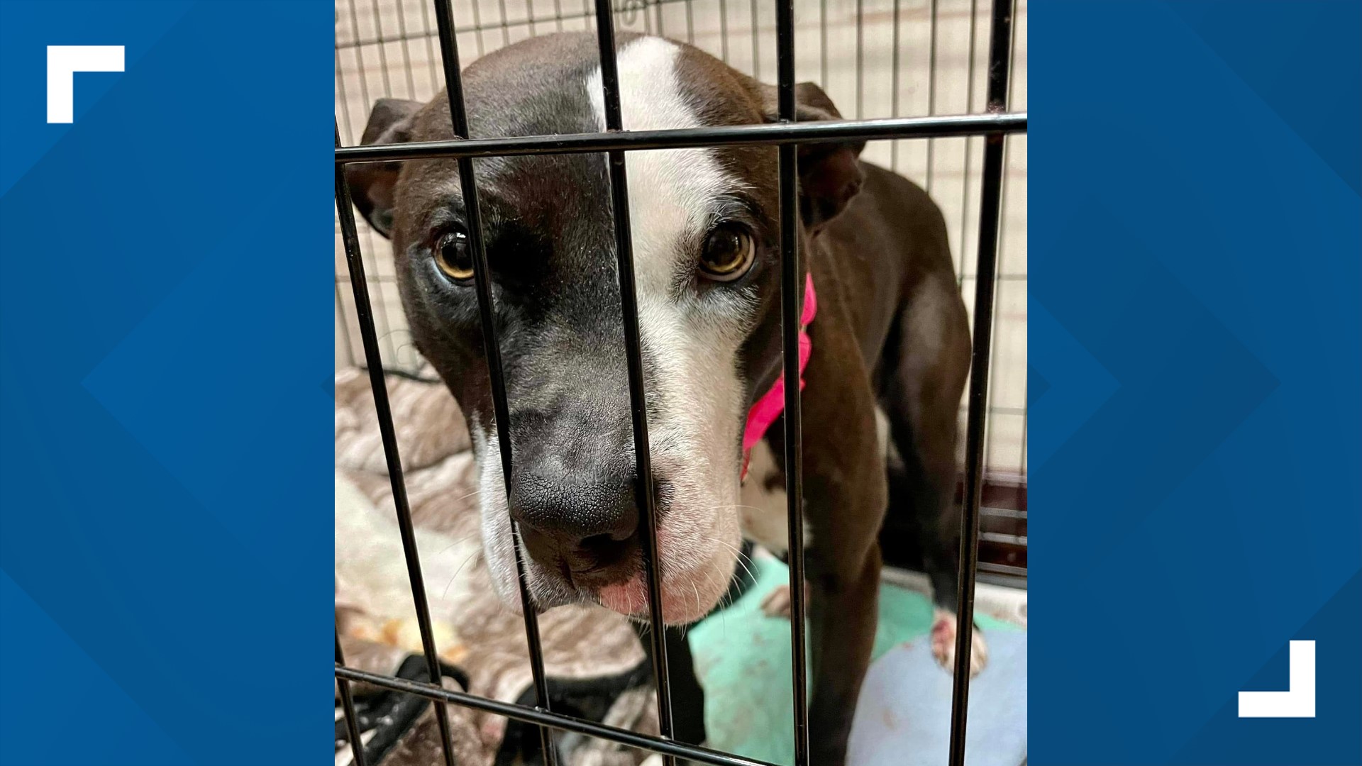 Dog chained to vehicle, dragged 100 yards by car rescued in Ohio | wkyc.com
