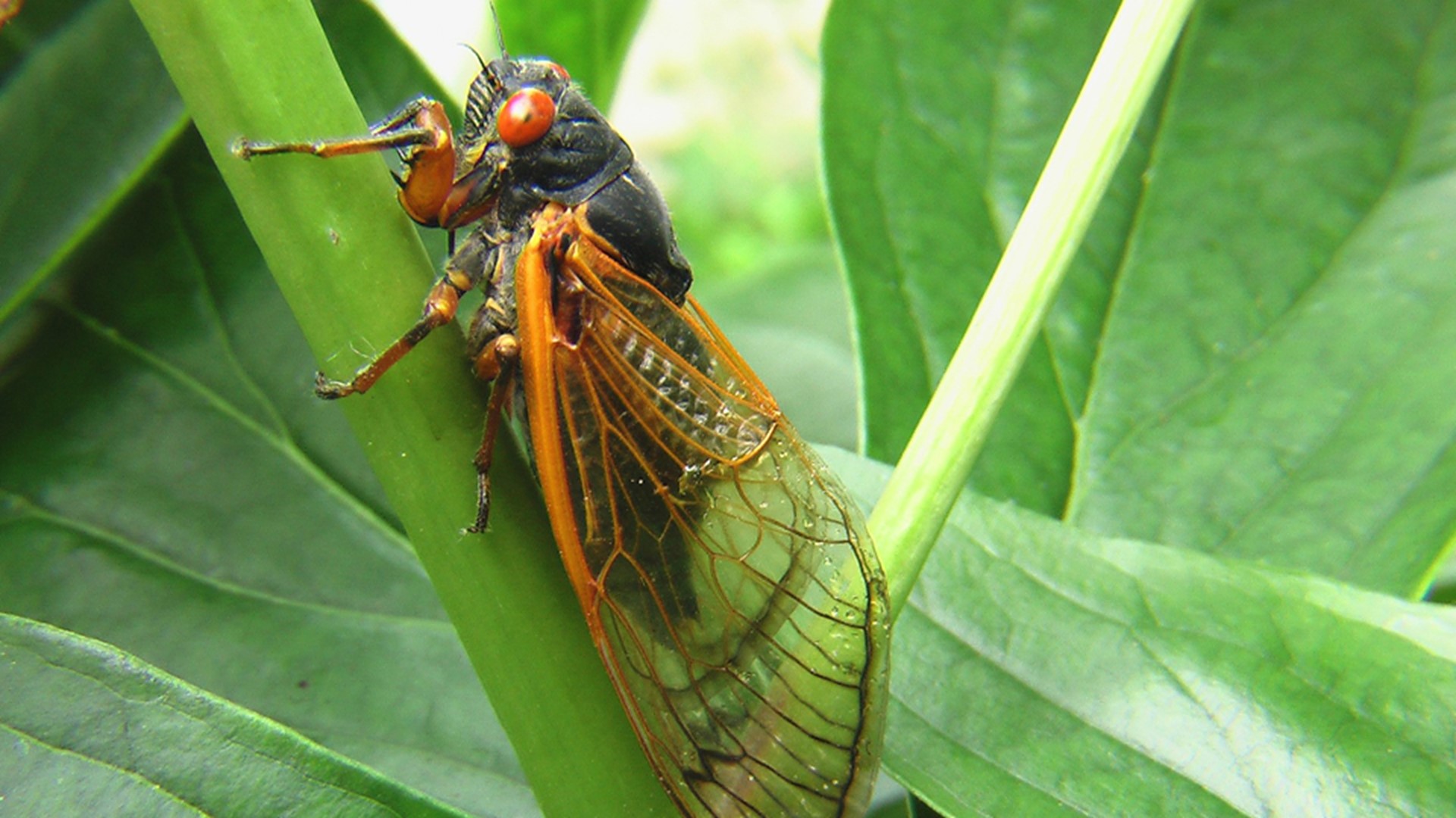 After 17 years underground, cicadas will return to swarm ...