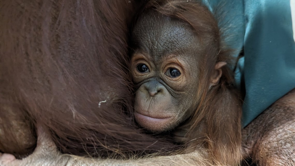 Columbus Zoo baby Bornean orangutan