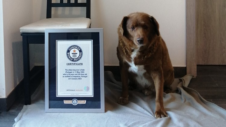 Guinness World Records: 30-year-old Portugal dog declared oldest dog ever