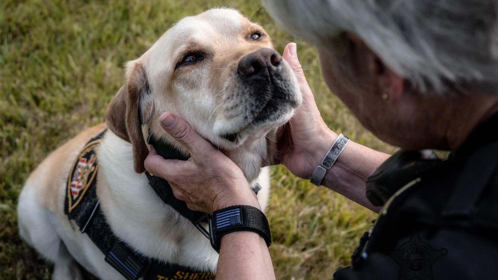 Mattis K. Nine, a yellow Labrador retriever, died from end-stage liver failure, according to the sheriff's office.