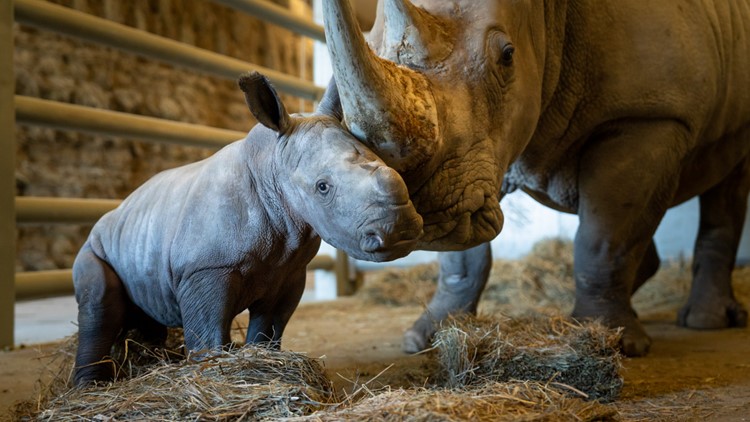 The Wilds' welcomes its 29th white rhino baby