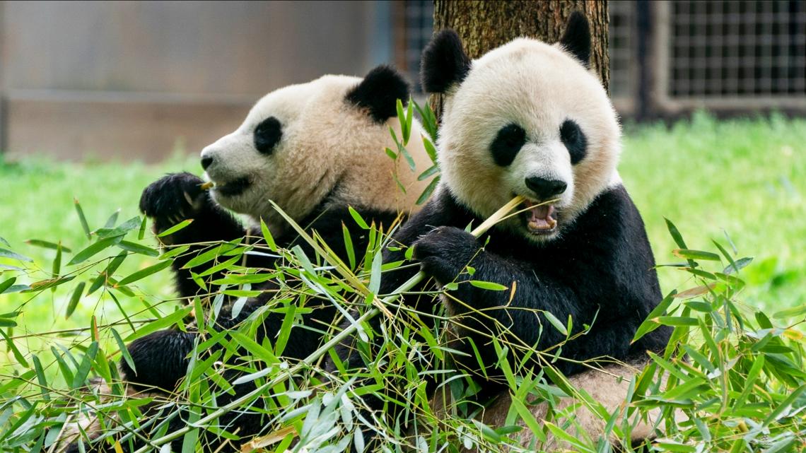 2 giant pandas coming to Washington DC zoo from China - Vimarsana News