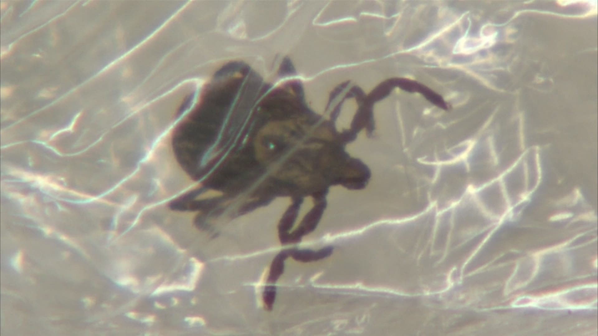 As tick populations are increasing, cases of Lyme Disease are on the rise.