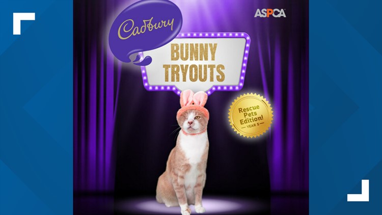 One-eyed cat from Idaho wins Cadbury Bunny competition