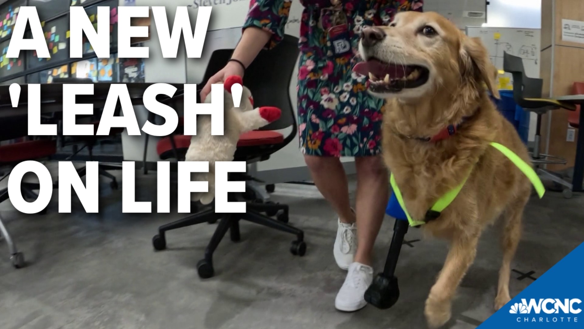 The students used a laser printer to create the prosthetic for the adorable golden retriever.