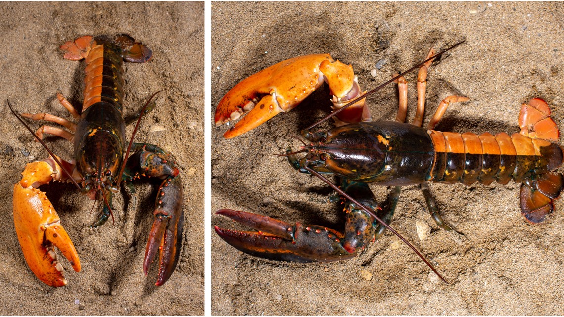 Maine university now home to rare split-colored lobster - Vimarsana News