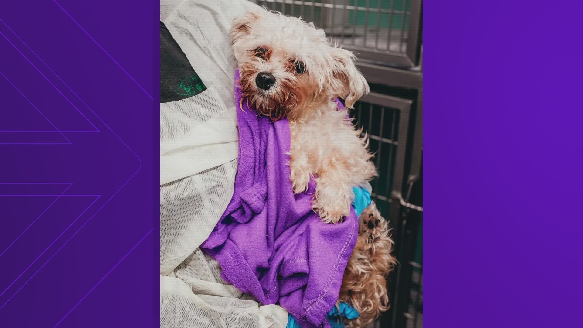 The Humane Society of North Texas shared a video on Facebook showing a woman getting out of her van and leaving a dog in a cage on the sidewalk.