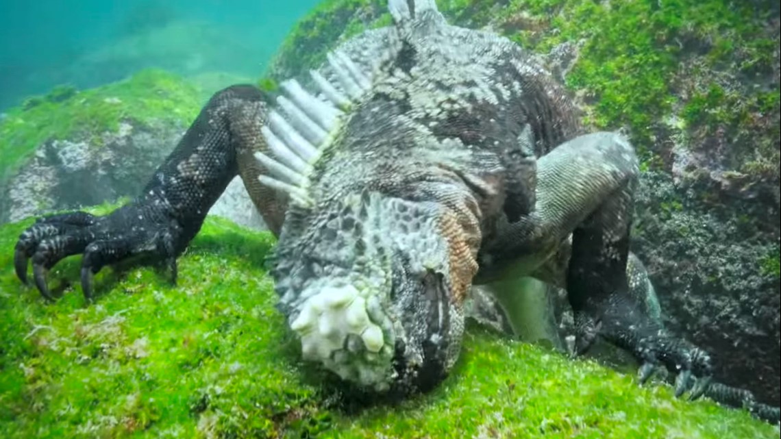 Watch: 'Baby Godzilla' swims underwater in awesome video 
