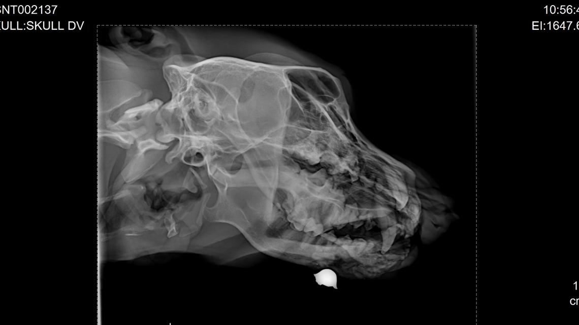 Dog recovering after being shot in the face and left to suffer in North ...
