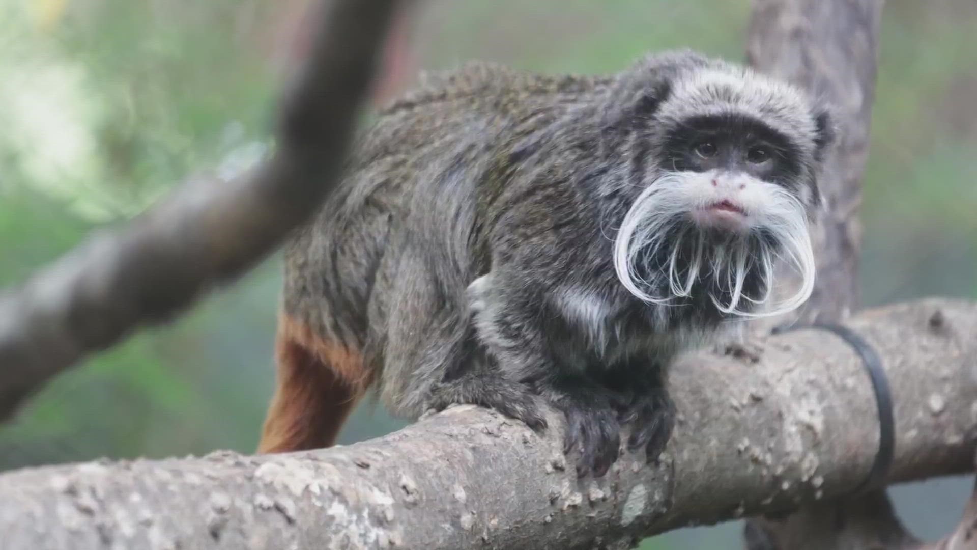 Dallas police said that employees reported the monkeys' enclosure had been cut open.