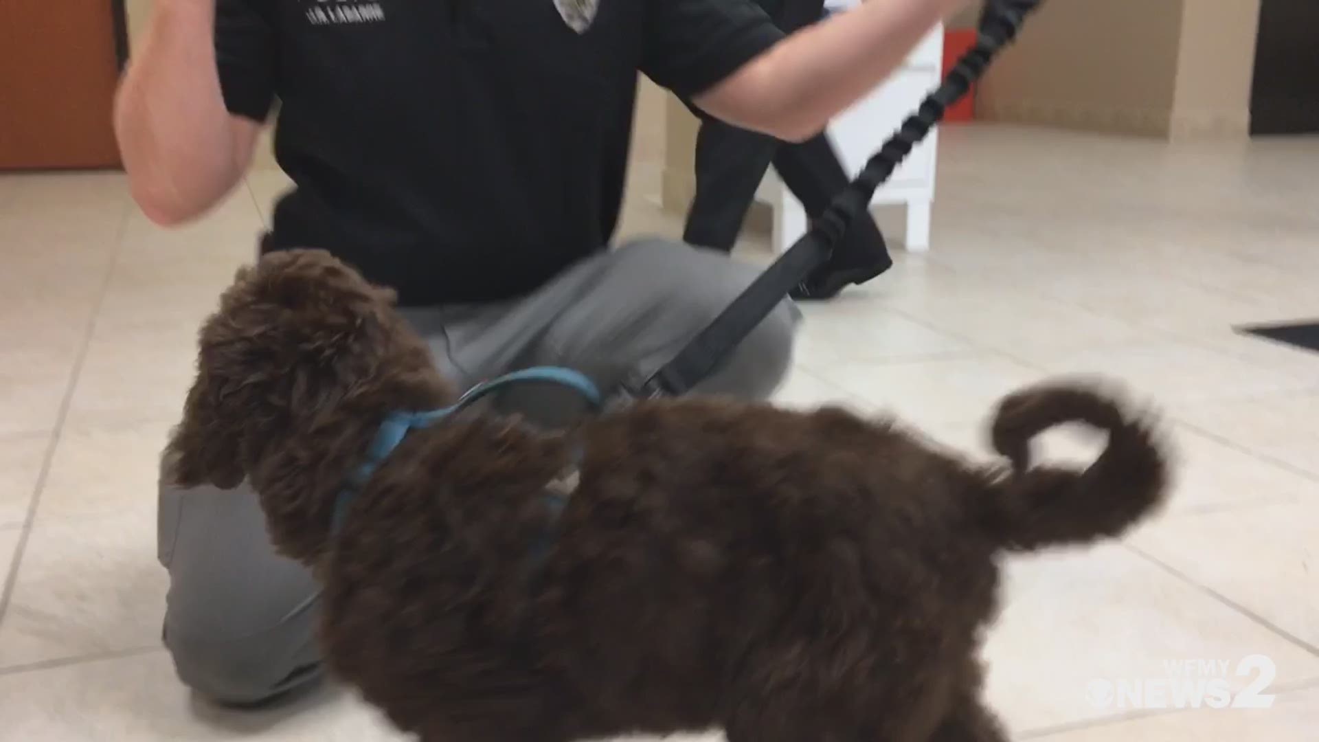 emotional support dog for cancer patients