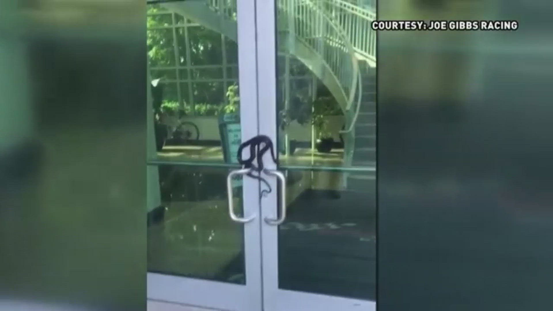 Joe Gibbs Racing headquarters in Huntersville, were greeted by a bold, black snake after returning from lunch. The reptile was wrapped around the door handles, a spokesperson confirmed.