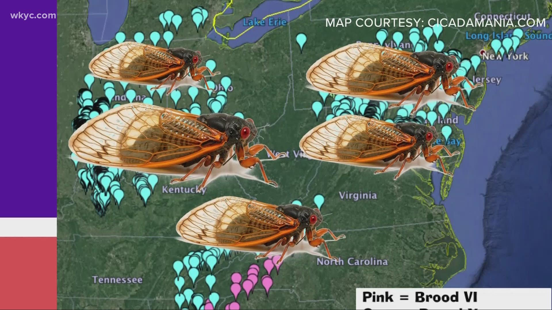 'Brood X' is the largest colony of 17-year cicadas and the species has been recorded since 1715 in Philadelphia