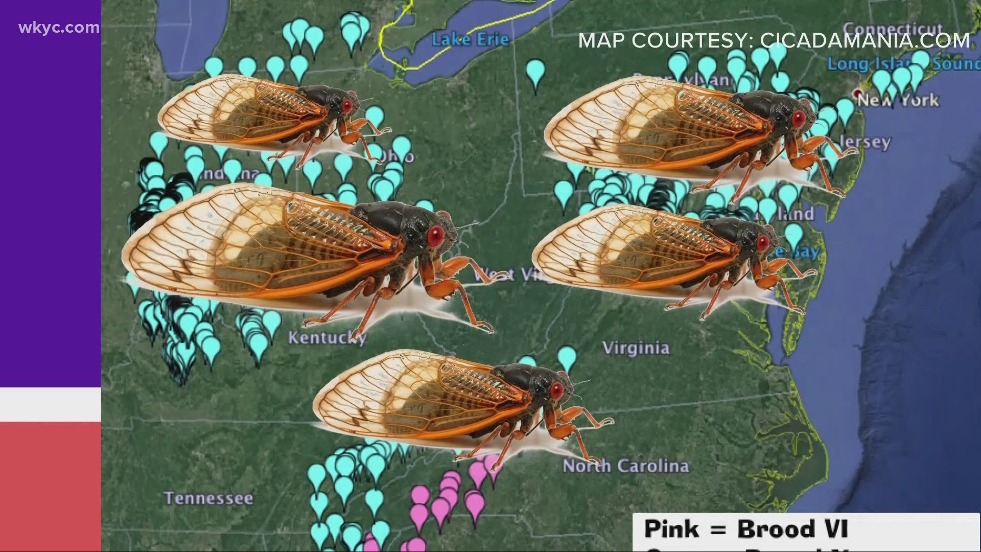 Cicadas 2024 Map With Dates List Nomi Tessie