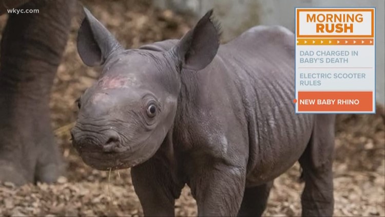 So Cute Baby Rhino Born At Cleveland Metroparks Zoo Wkyccom