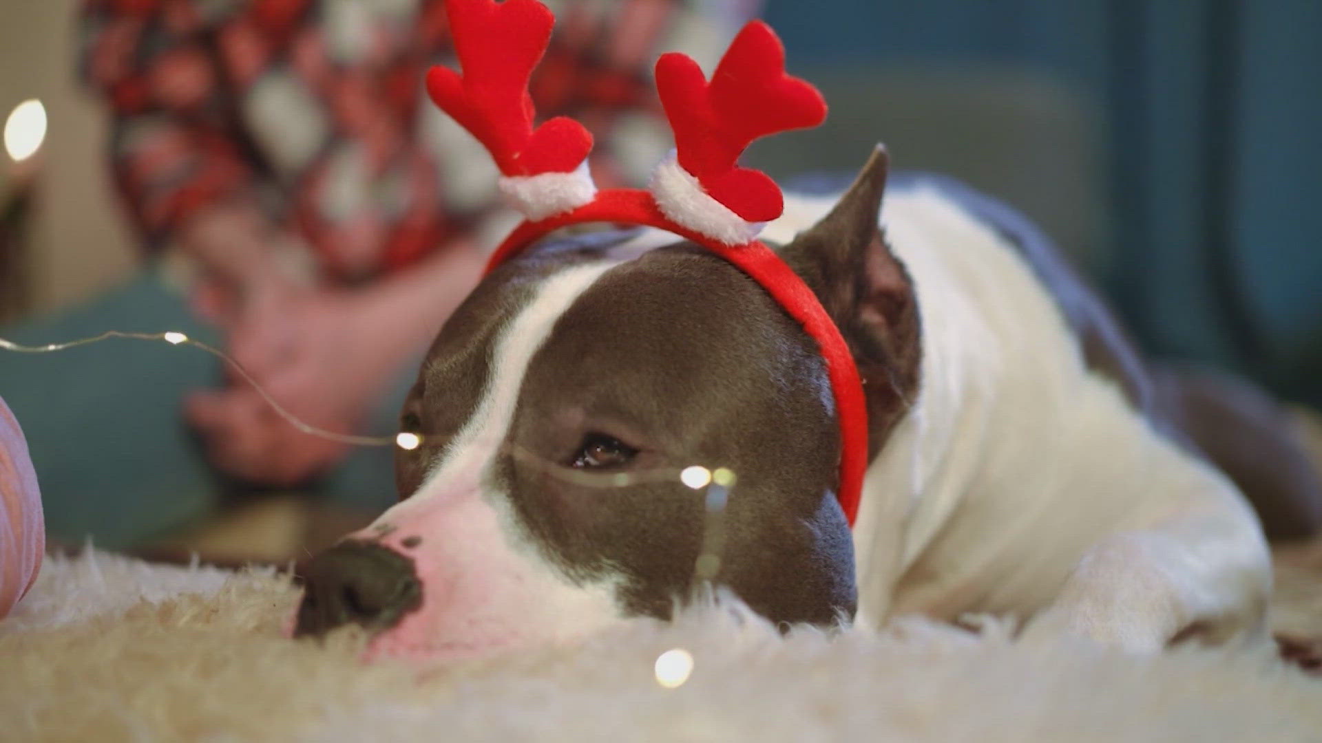 Ready Pet GO! Ensuring pet safety during holiday festivities