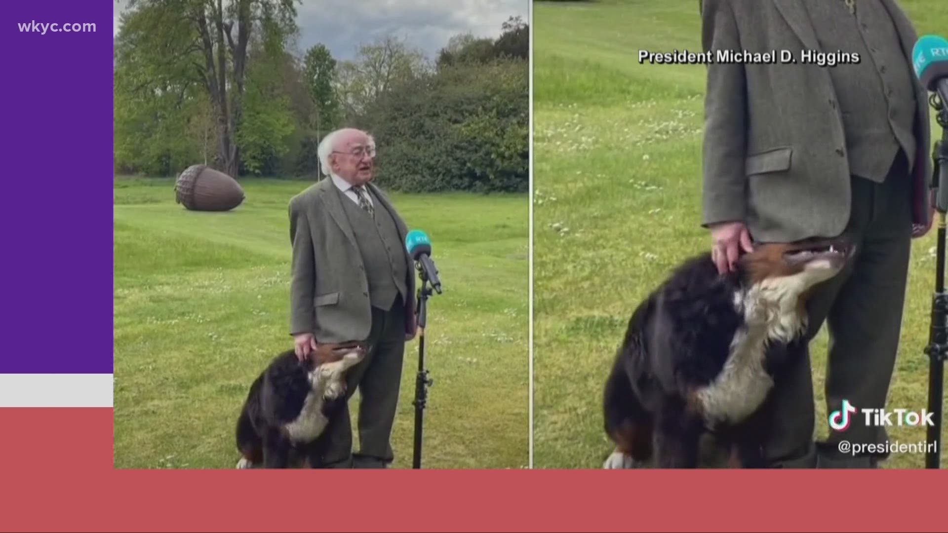 Dogs have a way of upstaging humans! Watch Ireland's President Michael Higgins have the show stolen from him during a press conference!