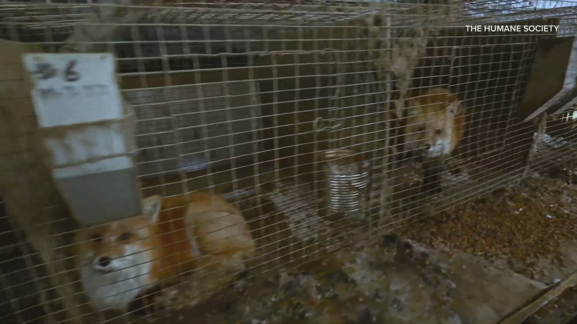 Humane society officials say foxes, raccoons, wolf-dog hybrids, skunks, opossums and coyotes were living in filthy cages with no protection from the bitter cold.