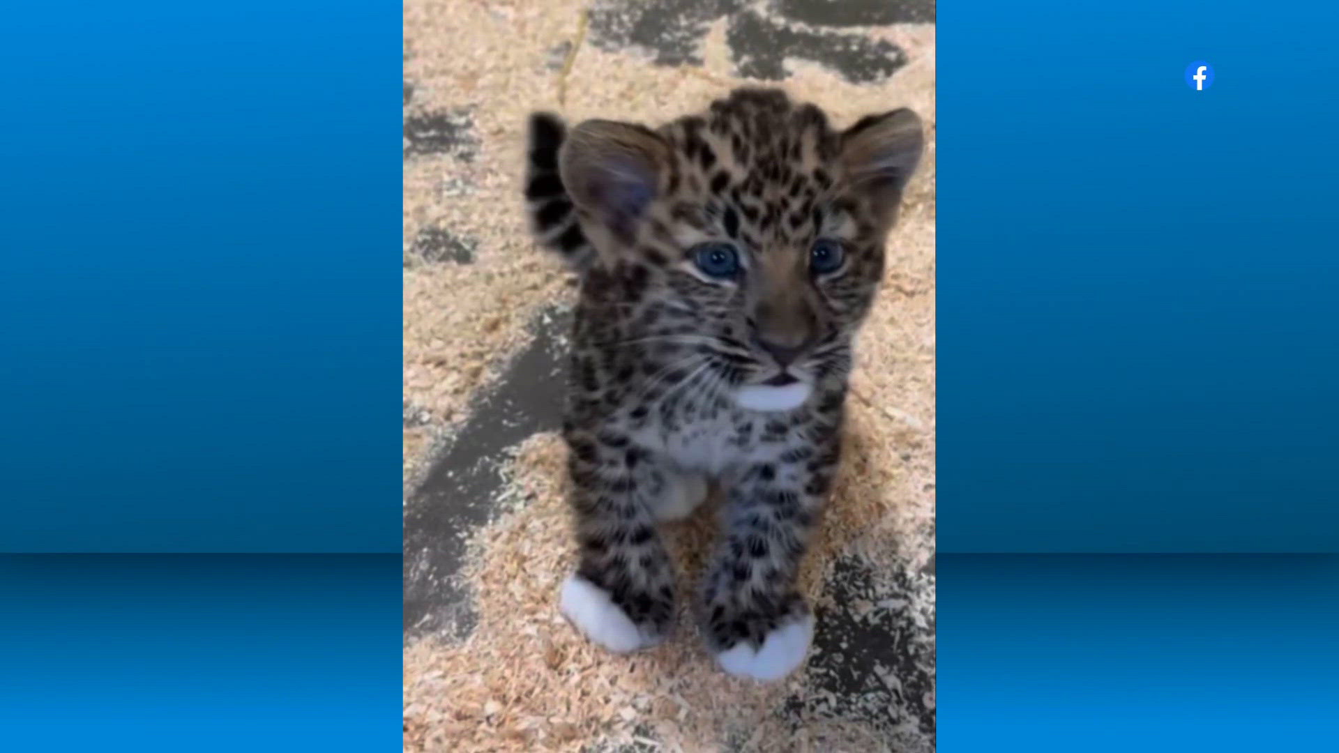 Amur leopard cub born at Cleveland Metroparks Zoo: How you can help ...