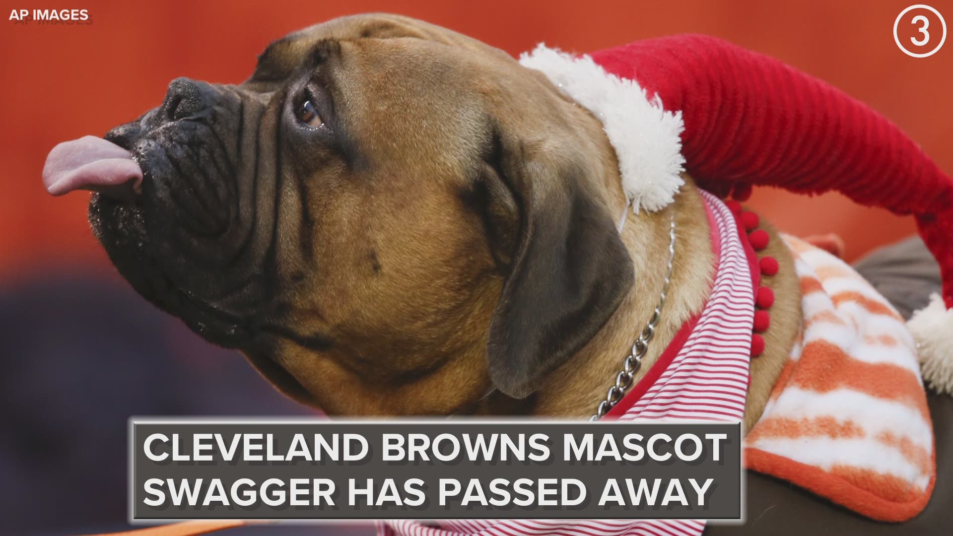 Swagger, the Browns' beloved bullmastiff mascot, has passed away