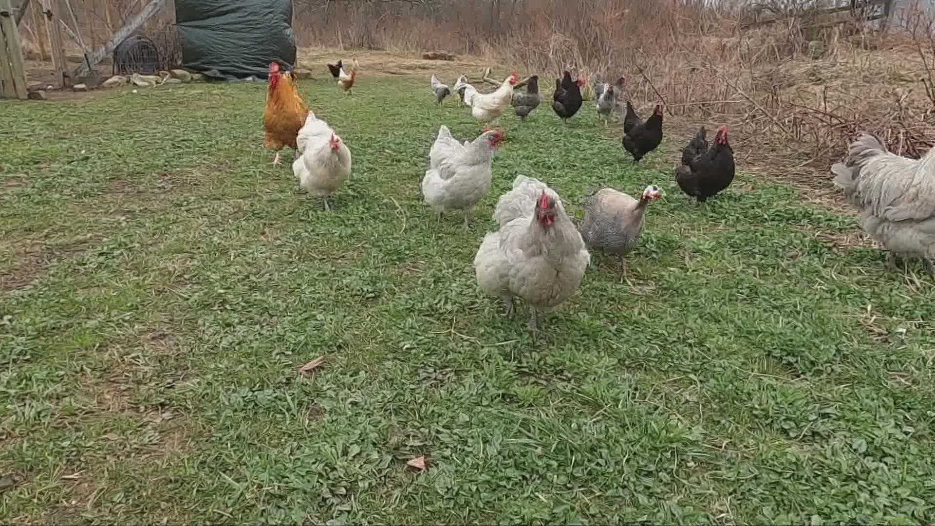 Experts warn farmers to be cautious because the bird flu has been reported in Ohio.