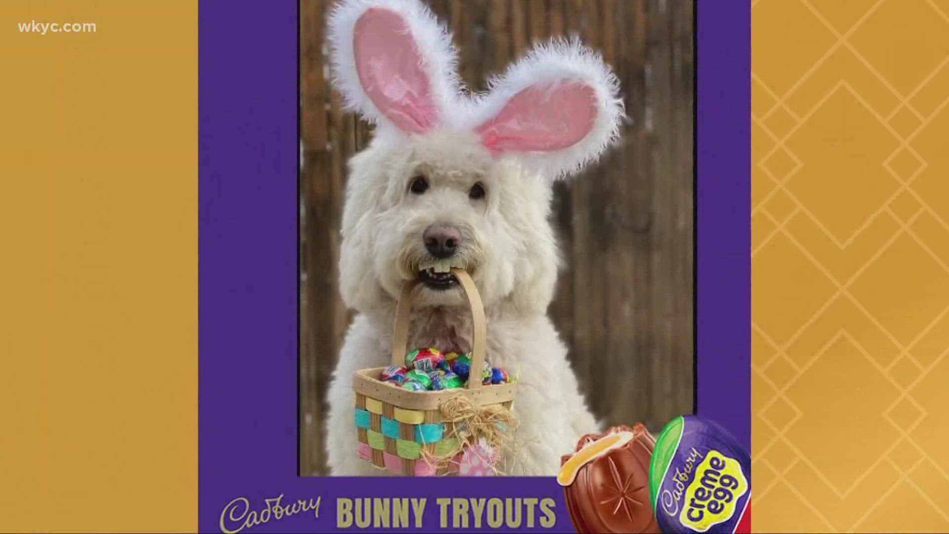 Ohio therapy dog Annie Rose wins 2022 Cadbury Bunny contest 