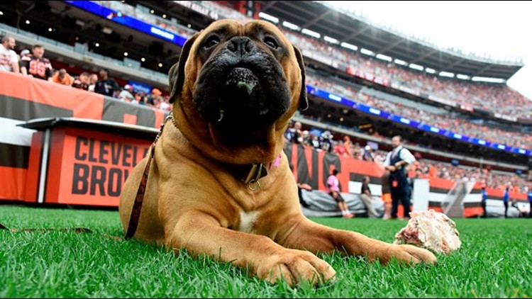 First Look: Swagger brings new pups on visit to Browns' facility