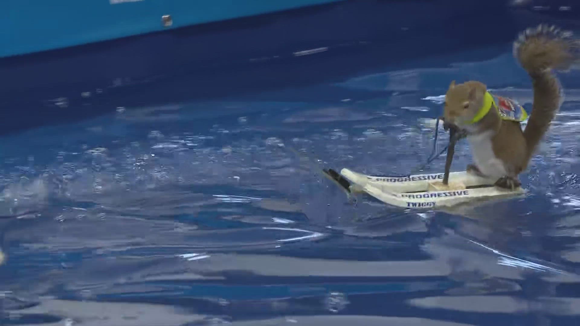 Twiggy The Water Skiing Squirrel is showing off his skills at the Cleveland Boat Show this weekend.