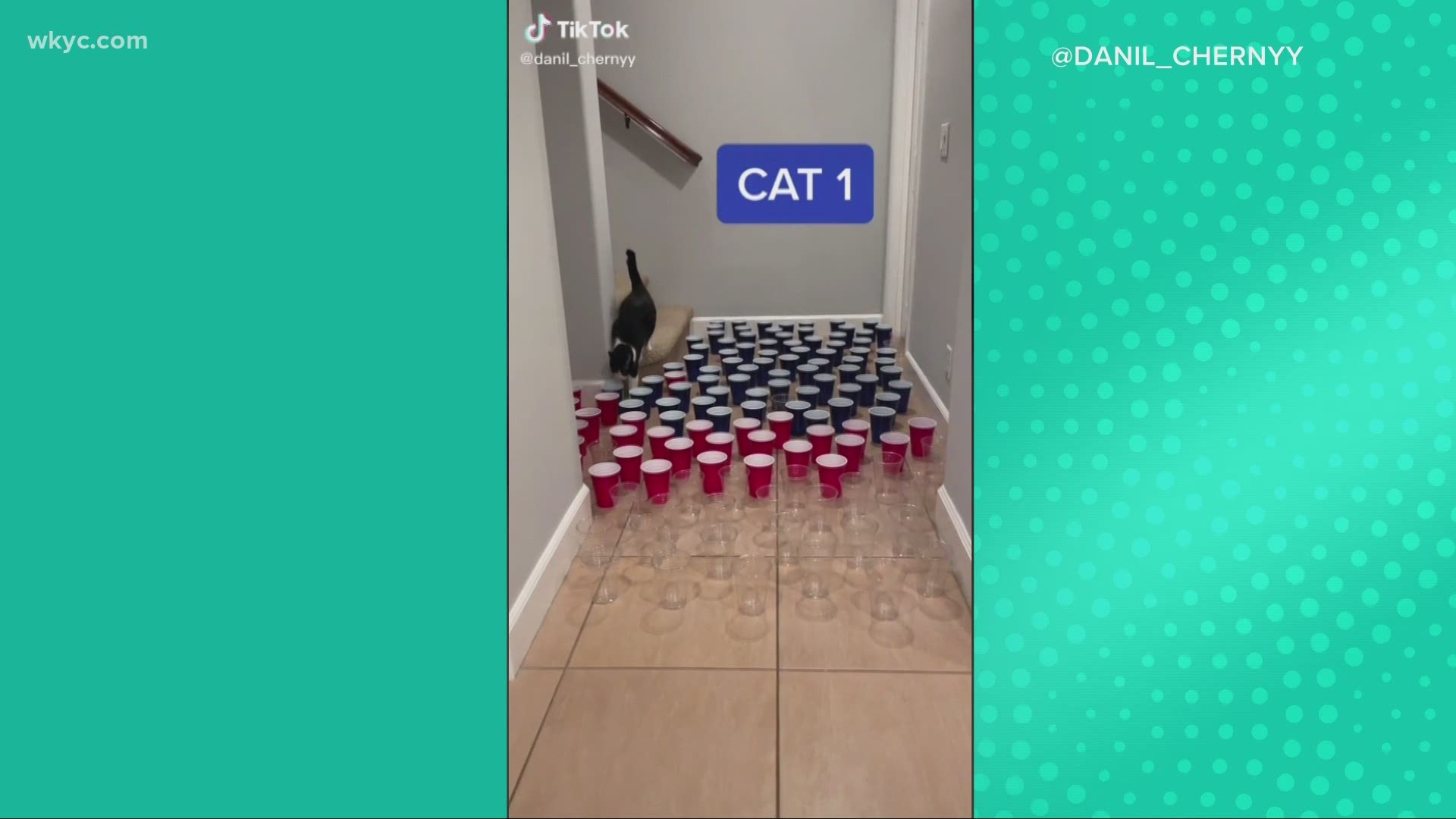 The owner of these 3 cats put a bunch of cups at the bottom of the stairs to see how they would get through them.  Check it out.  It's definitely worth the watch.