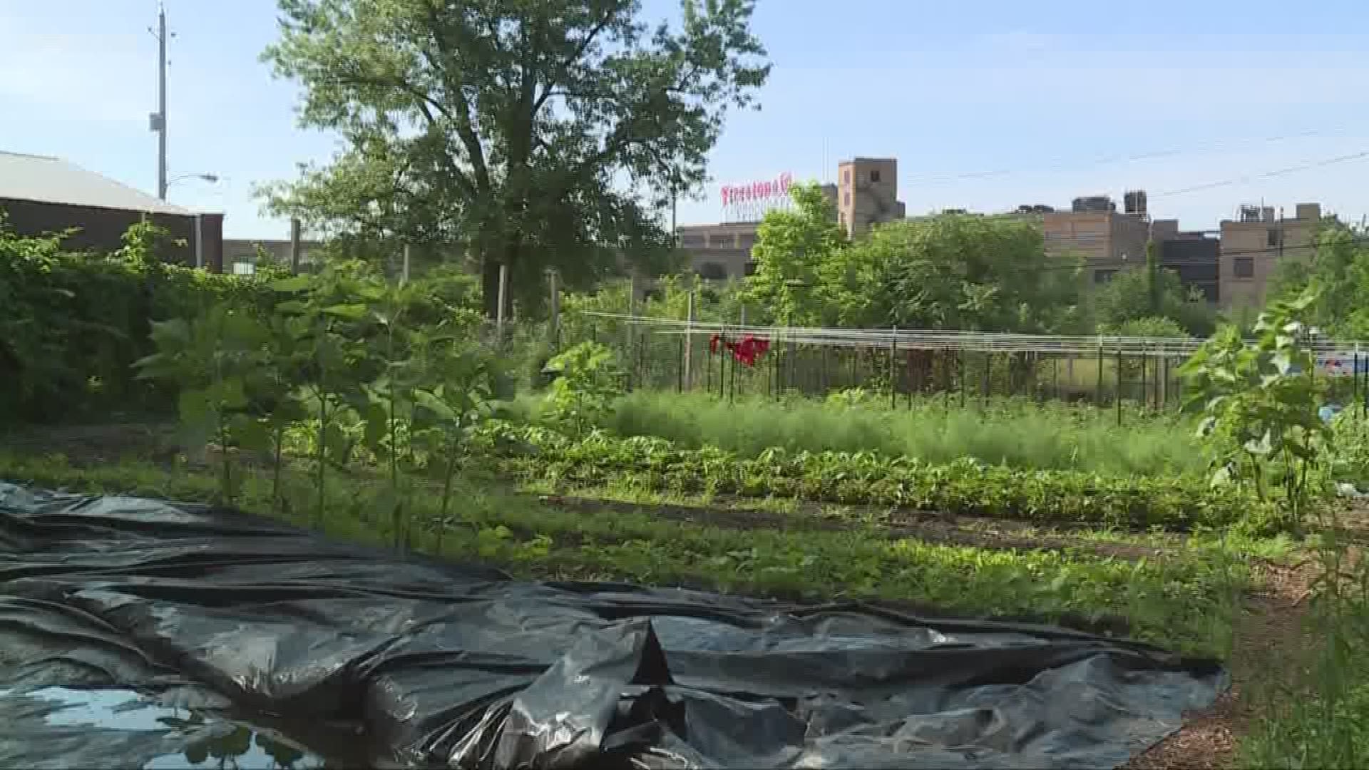 Urban farming taking root in Akron