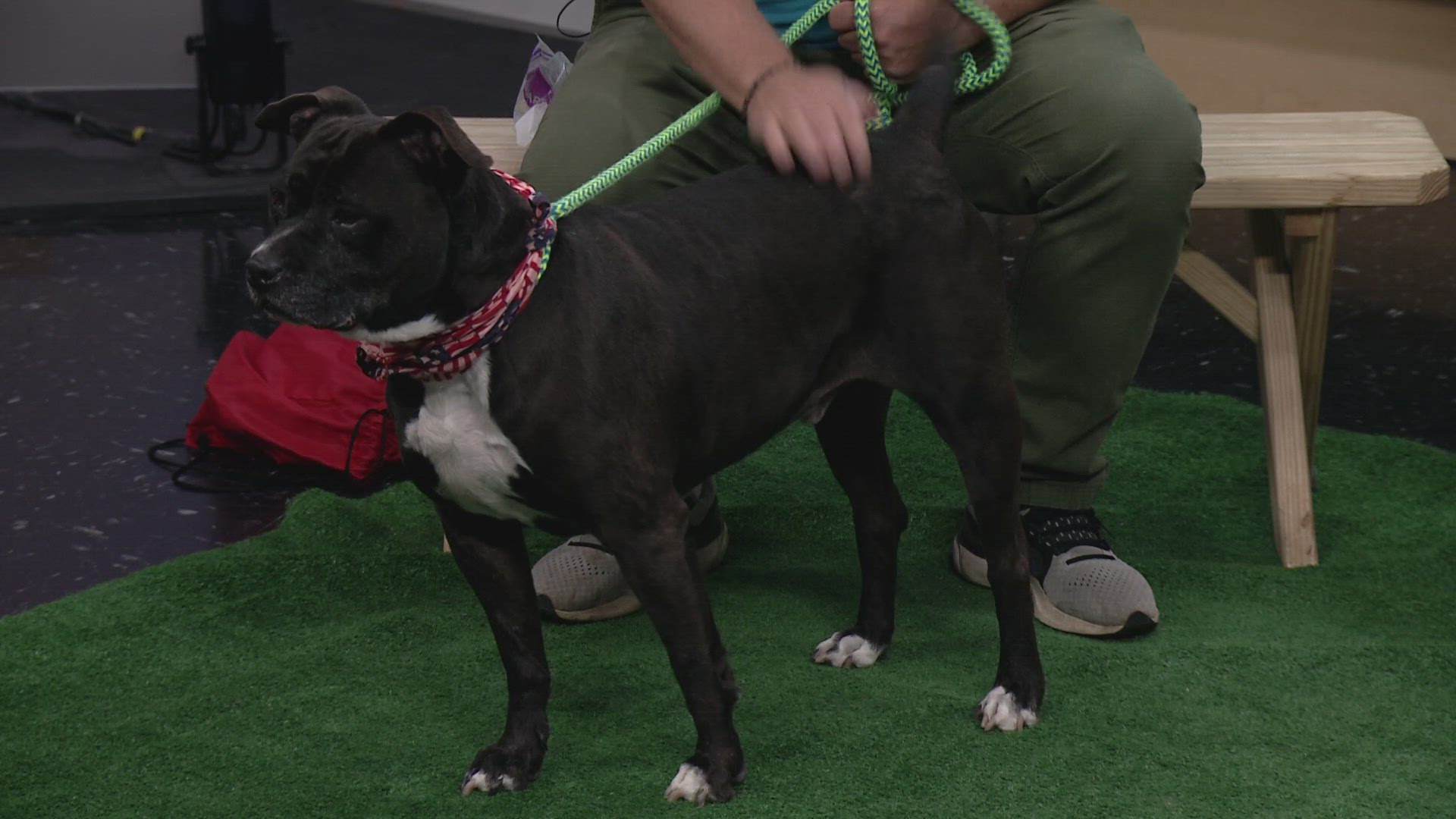 Jim Sebastian from the Humane Society of Summit County visits with Bowser, an 8-year-old pit-terrier mix who is looking for a home after beginning life as a stray.