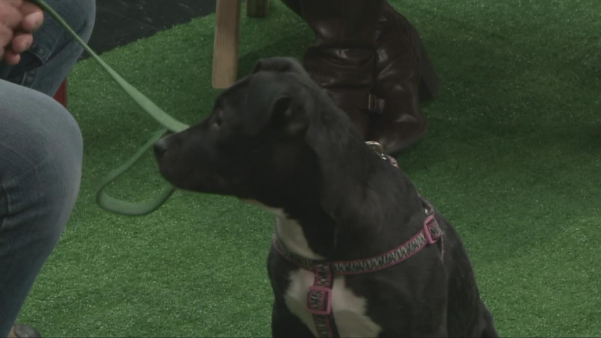 "Bean" was featured on Saturday as 3News' Pet of the Week.