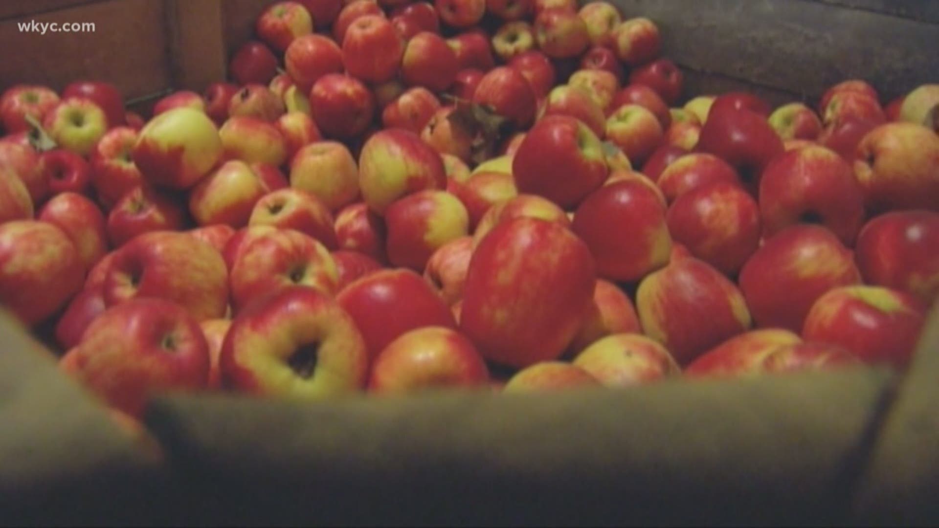 Six places to pick apples in Northeast Ohio