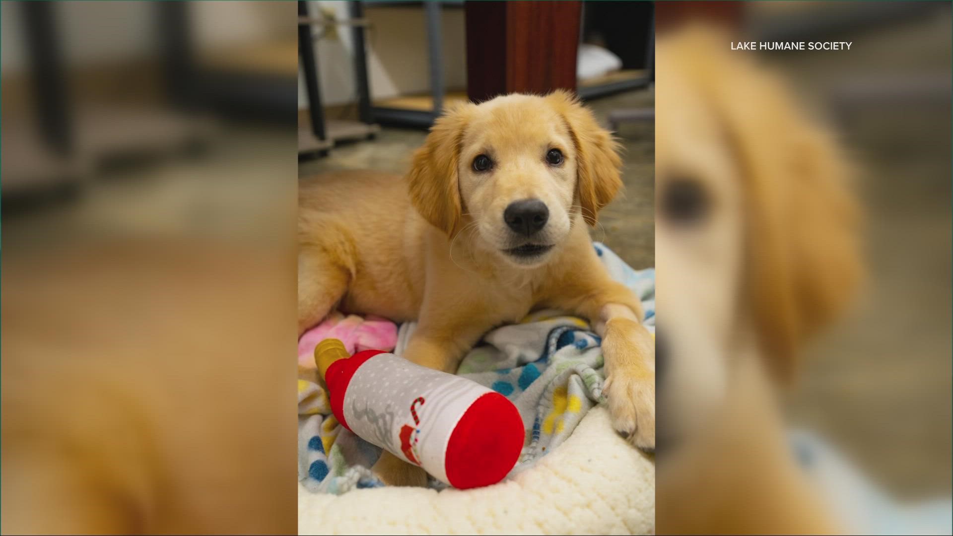 The golden retriever pup's leg is broken, possibly from abuse.