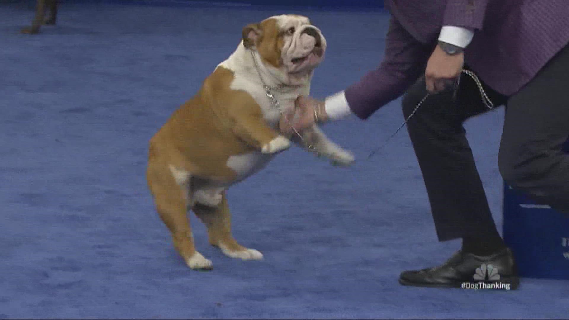 The 21st annual National Dog Show airs on NBC at 12 p.m. on Thanksgiving Day.