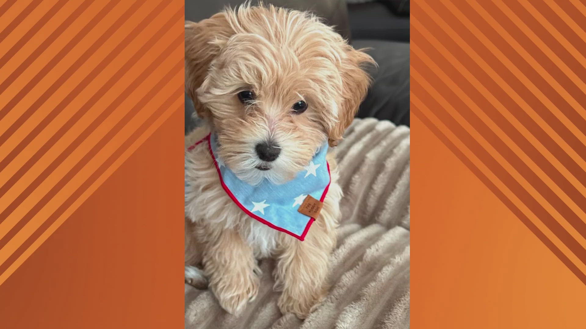 We’re introducing you to Zoe for this edition of Doggone Weather for Monday, June 16, 2025. Thanks to Denise for sending in the picture.