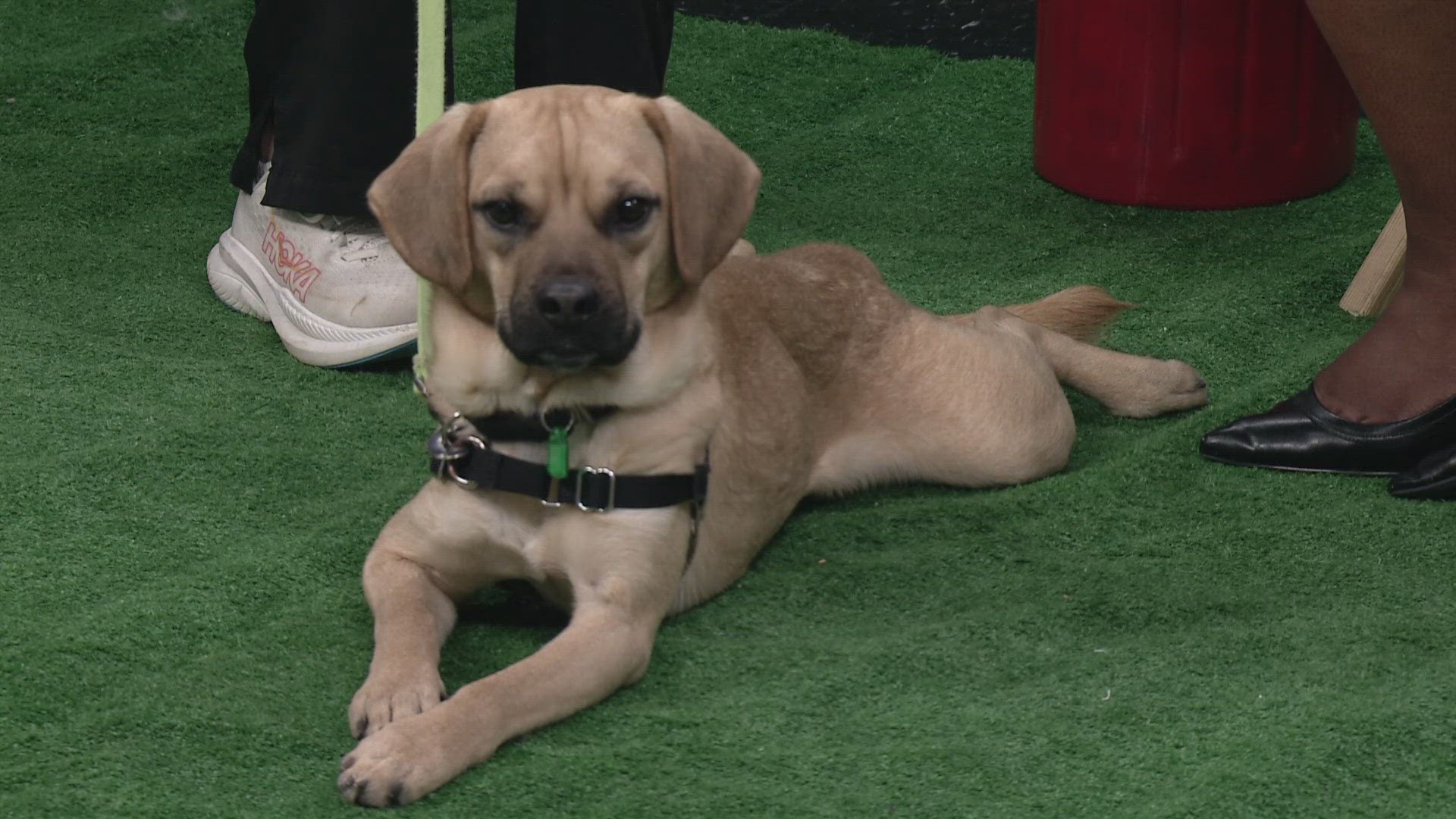 Meet our pet of the week, Blue! He's an adorable dog who made it out of a hoarding situation and is at the Lake Humane Society looking for his forever home.